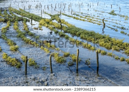 Scenic view of edible seaweed growing on strings at low tide at local seaweed farm on Atauro Island in Timor-Leste, Southeast Asia