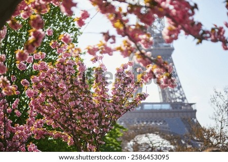 Scenic view of the Eiffel tower with cherry blossom trees in full bloom in Paris, France