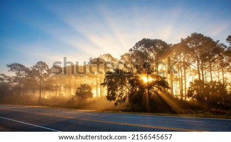 A scenic view of an empty asphalt road against sunlight beaming through trees in Forgotten Coast, Florida