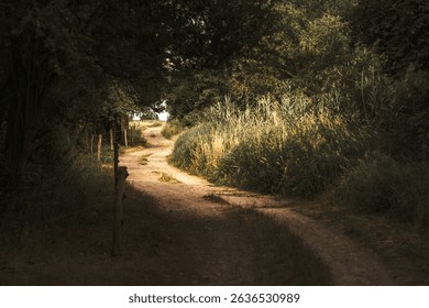 A scenic view of an empty path amid dense forests and plants