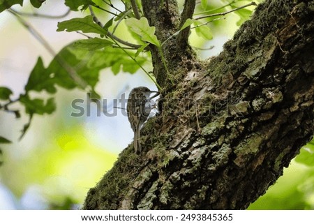 Similar – Image, Stock Photo Bookfinch brings water to his boy