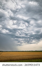 Scenic view featuring dramatic storm clouds rolling over a golden wheat field under soft light, evoking a tranquil yet intense atmosphere of nature's beauty and power