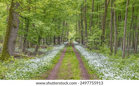 Similar – Image, Stock Photo Meadow path lined with rape fields in bloom