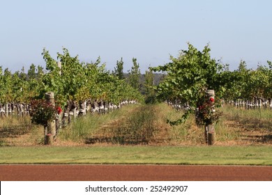 Scenic View Of Grape Vines Growing In The Famous Margaret River Wine Region Of Perth, Australia. 