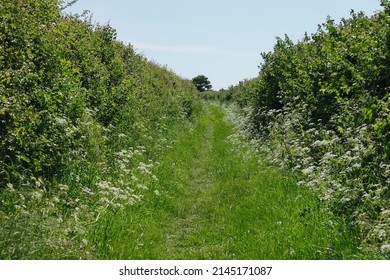Scenic view of a grass covered footpath lined by tall hedges in the countryside