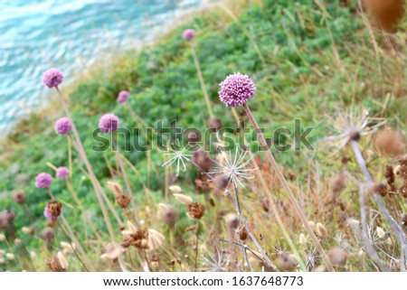 Similar – Hallig Gröde | blooming sea lilacs at the jetty