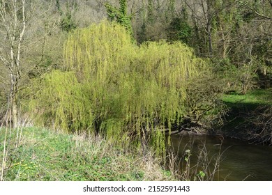 A Scenic View Of Green Vegetation In The Woods In Sunny Weather In Mole Valley