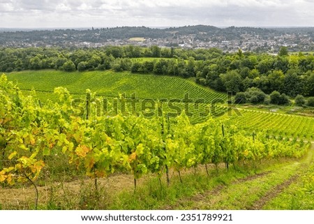 Scenic view of green vineyard in the Surrey countryside near Dorking. England, UK