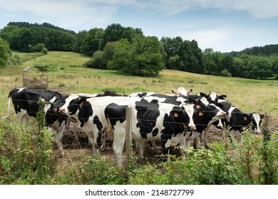 Scenic View Of Hard Of Cows In Basque Mountains, Spain.