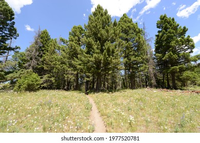Scenic View Of Hills And Trees On The Continental Divide Trail In Montana