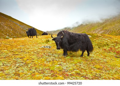 Scenic View Of The Himalayas Mountains With Yak