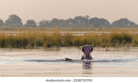 Scenic view of a Hippo (Hippopotamus amphibius) emerges from a river in the Chobe National Park, Botswana