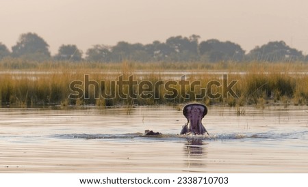 Scenic view of a Hippo (Hippopotamus amphibius) emerges from a river in the Chobe National Park, Botswana