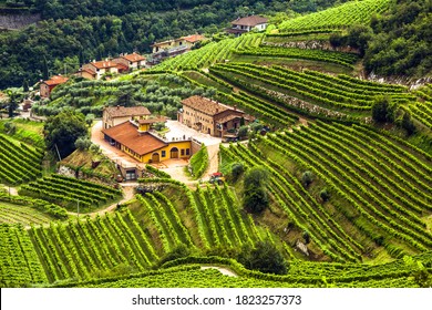 Scenic view of italian winery and grape, Valpolicella, Veneto, Italy - Shutterstock ID 1823257373
