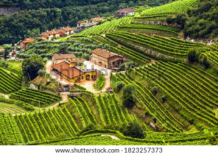 Scenic view of italian winery and grape, Valpolicella, Veneto, Italy