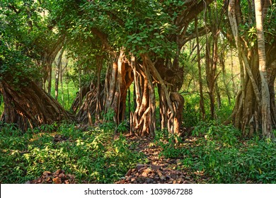 Scenic view of jungle with Indian banyan