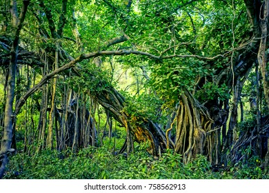 Scenic View Of Jungle With Indian Banyan