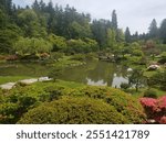 Scenic view of the koi pond of the Seattle Japanese Garden, in the arboretum. 