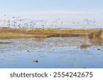 A scenic view of Lacassine National Wildlife Refuge, in Lake Arthur, Louisiana.