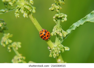 Scenic View Of Lady Bug (Coccinellidae) 