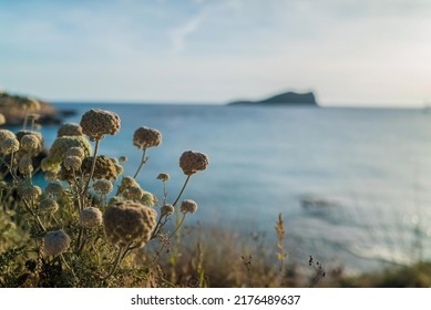 Scenic View Of Landscape Beach With Wild Plants In Ibiza, Spain