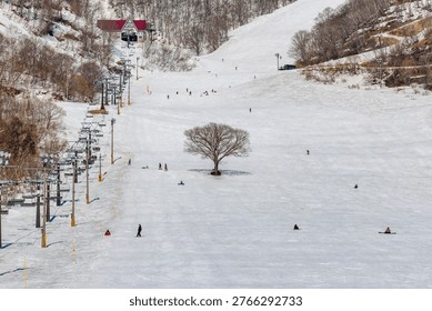 Scenic view of a lone leafless tree standing on a crowded winter ski slope