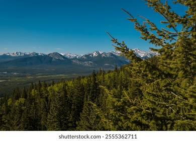 A scenic view of a lush green forest with a backdrop of snow-capped mountains under a clear blue sky. - Powered by Shutterstock