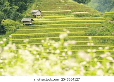 A scenic view of lush green terraced rice fields with two small wooden huts nestled on the hillside. The terraces are beautifully layered, highlighting the agricultural practices of rural Southeast As - Powered by Shutterstock