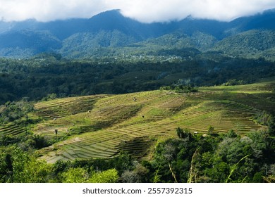 Scenic view of lush green terraced valleys with mountains in the background. - Powered by Shutterstock