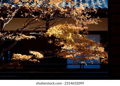 Scenic view of a maple tree with golden foliage shimmering in the sunlight in the courtyard garden of a traditional Japanese architecture in Shoren-In (青蓮院), a famous Buddhist temple in Kyoto, Japan