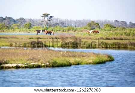 Scenic view of a marsh at Assateague Island National Seashore, Maryland with a group of wild ponies (Equus caballus) in the distance