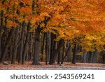 Scenic view of Maybury state park with colorful Maple trees in Novi, Michigan during autumn time.