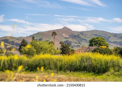 Scenic View Of Mission Peak, Fremont Central Park.