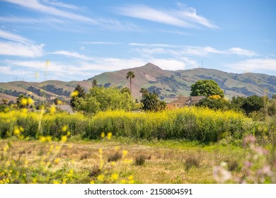 Scenic View Of Mission Peak, Fremont Central Park.