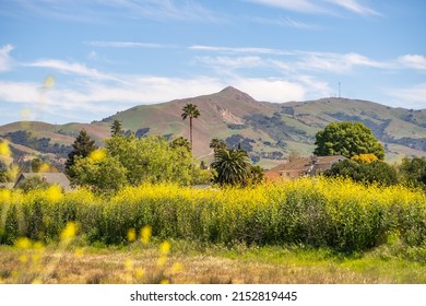 Scenic View Of Mission Peak, Fremont Central Park.