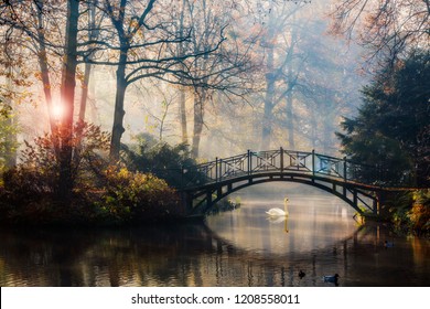 Scenic view of misty autumn landscape with beautiful old bridge with swan on pond in the garden with red maple foliage.