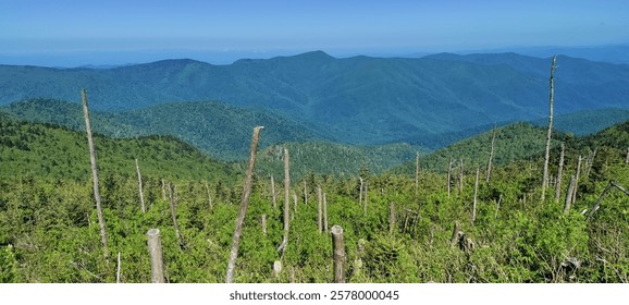 Scenic view at Mount Mitchell State Park, NC