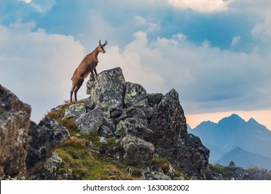 Scenic view of mountain goat on high rocky mountain peak in the Tatra Mountains