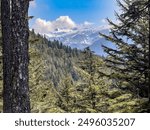 Scenic view of mountains capped with ice beyond temperate rainforest with Sitka spruce (binomial name: Picea sitchensis) on a mountainside in Tongass National Forest near Juneau, Alaska, mid June