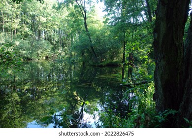 Scenic View Of The Neon Blue Waters Of A Karst Spring, Spring (outflow Of Groundwater) That Is Part Of A Karst Hydrological System. Blue Springs In Tomaszow Mazowiecki, Poland, Europe