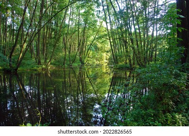 Scenic View Of The Neon Blue Waters Of A Karst Spring, Spring (outflow Of Groundwater) That Is Part Of A Karst Hydrological System. Blue Springs In Tomaszow Mazowiecki, Poland, Europe          