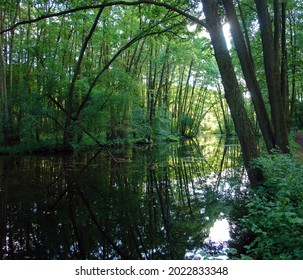 Scenic View Of The Neon Blue Waters Of A Karst Spring, Spring (outflow Of Groundwater) That Is Part Of A Karst Hydrological System. Blue Springs In Tomaszow Mazowiecki, Poland, Europe