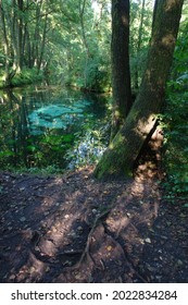 Scenic View Of The Neon Blue Waters Of A Karst Spring, Spring (outflow Of Groundwater) That Is Part Of A Karst Hydrological System. Blue Springs In Tomaszow Mazowiecki, Poland, Europe