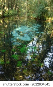 Scenic View Of The Neon Blue Waters Of A Karst Spring, Spring (outflow Of Groundwater) That Is Part Of A Karst Hydrological System. Blue Springs In Tomaszow Mazowiecki, Poland, Europe      