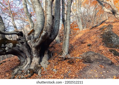 Scenic View Old Big Oak Tree With Long Naked Roots In Rocky Mountain Woodland Covered Red Fallen Leaves Foliage On Autumn Day. Fall Forest Nature Multicolored Landscape Scenery Background