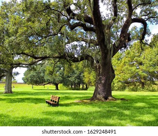 A scenic view with an old oak tree on the field of Jean Lafitte National Historical Park & Preserve in Chalmette, Louisiana / The battleground of the Battle of New Orleans in 1812