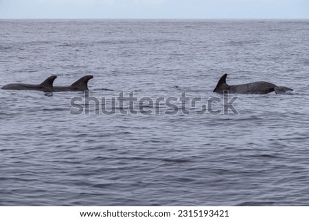 Scenic view on dorsal fin of bottlenose dolphins sticking out of water near cliff Los Gigantes, Santiago del Teide, western Tenerife, Canary Islands, Spain, Europe. Mammals swimming in Atlantic Ocean