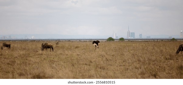 A scenic view of an open grassland with a herd of wildebeest and an ostrich grazing on the lush green vegetation - Powered by Shutterstock