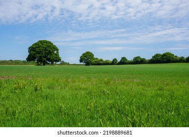 Scenic View Over Lush Green Farmland. Agricultural Field In Rural Britain.
