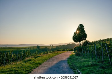 Scenic View Over Rheingau At Sunset